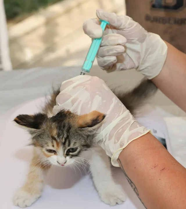 Veterinário a domicílio em Porto Alegre aplicando vacina com técnica profissional em filhote de gato durante atendimento residencial